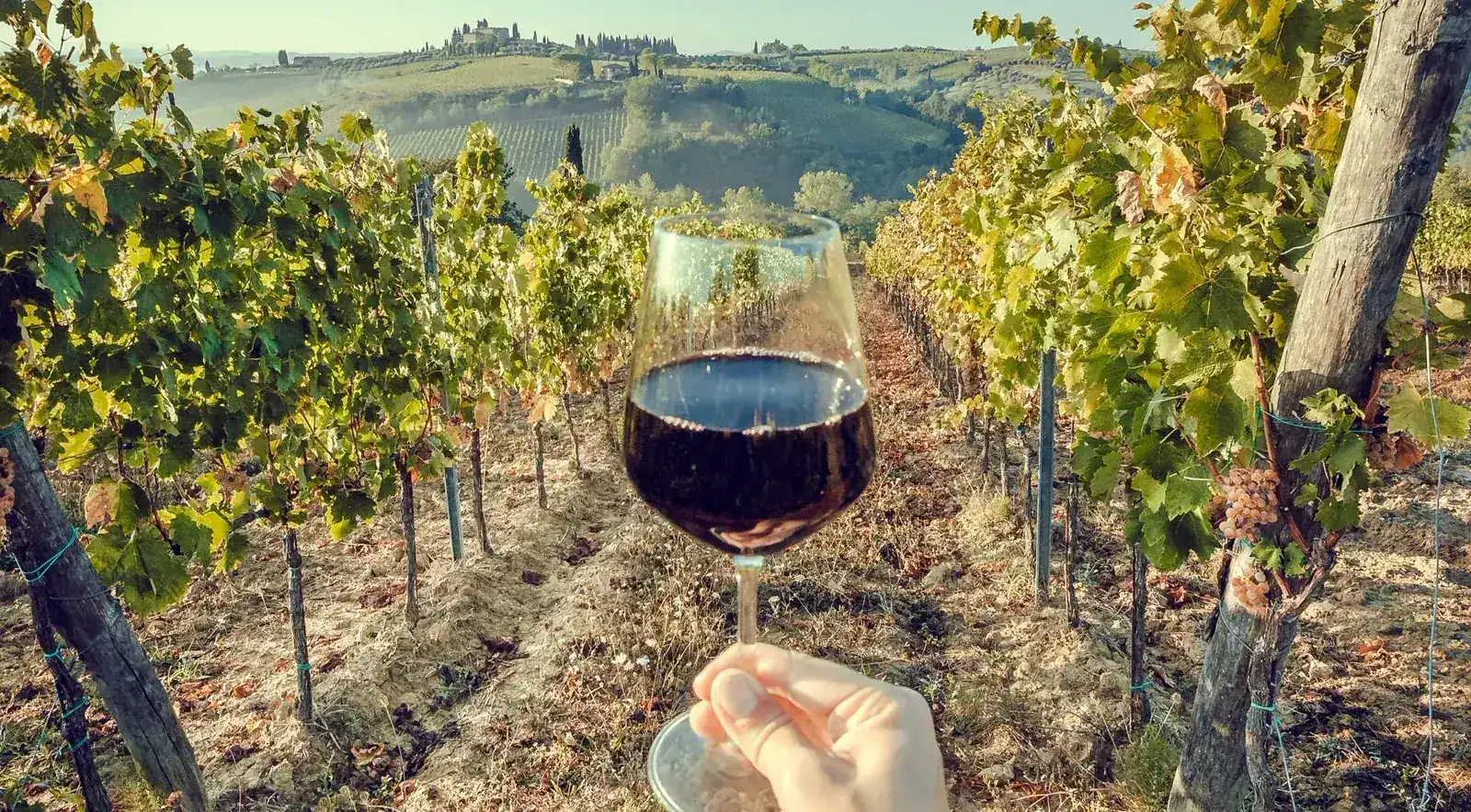 Chianti Classico vineyards between Greve and Castellina — Tuscany wine tour from Florence