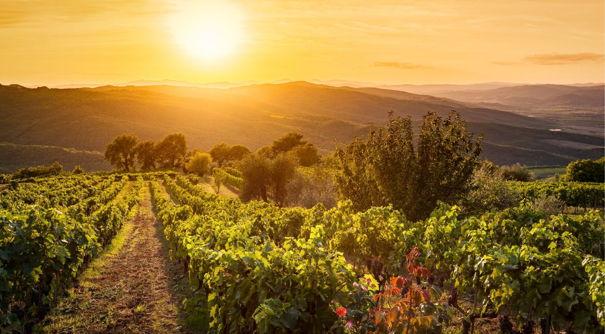 Tuscan vineyard rows at golden hour with rolling hills behind