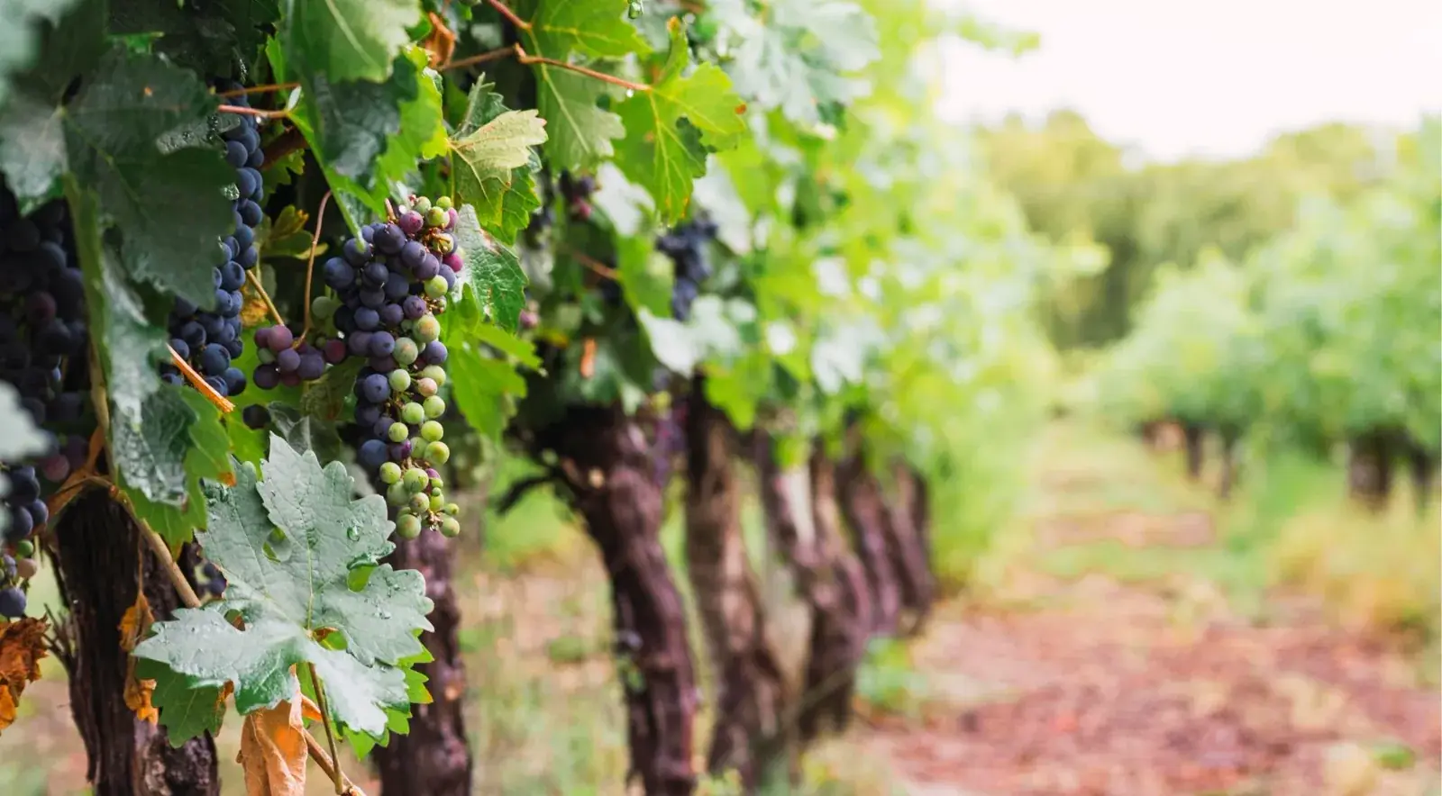 Medieval towers of San Gimignano — full-day Tuscany wine tour with hilltown stop
